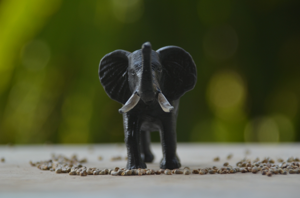Elephant toy photography, #elephant 