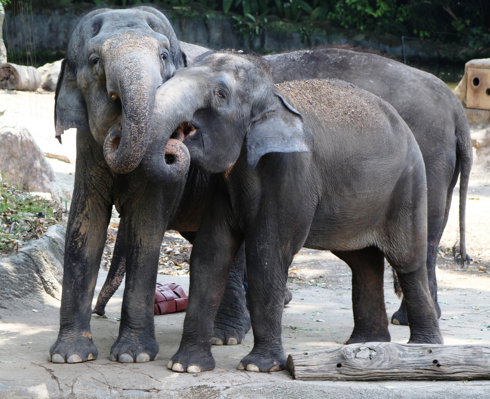 Elephants, Both look alike