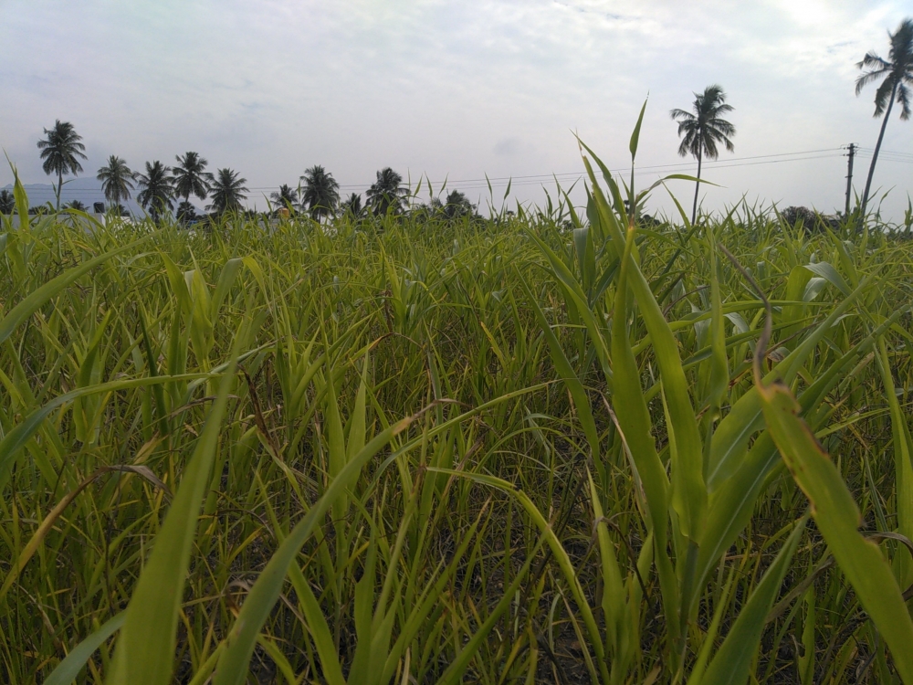 Nature, #Nature #background #wallpaper #hdclicks #fullHD#fksayyad @f.k.sayyad, 