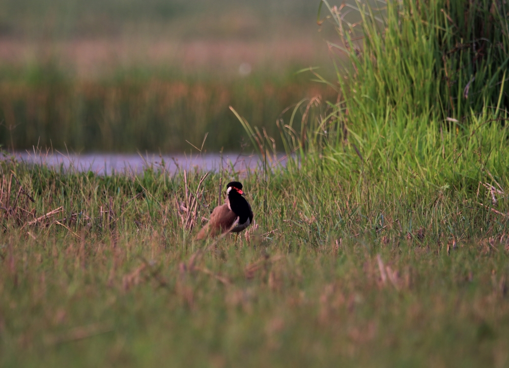 Red wattled lapwing, colourful, nature, beautiful, dslr, wildlife, birding