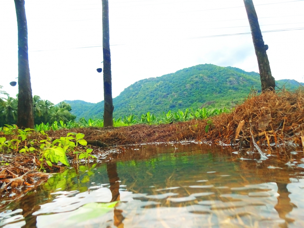 Agriculture , Nature, agriculture, rubber trees, water, rainy day 