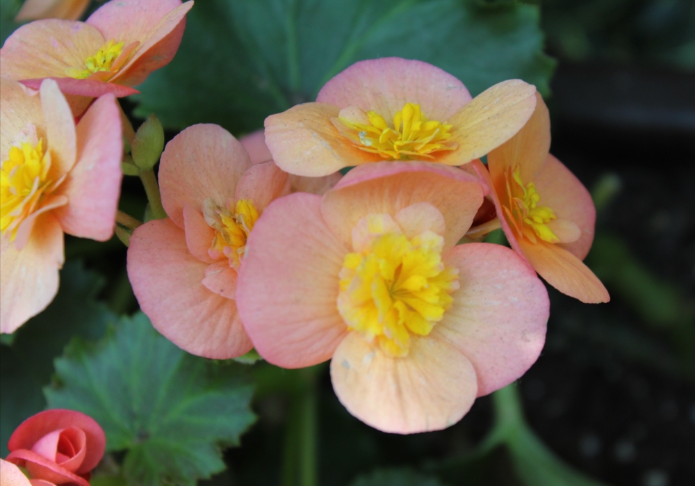 Flowers, Double shade