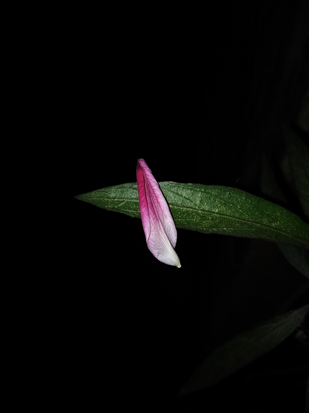 Love, Leaf & Petal