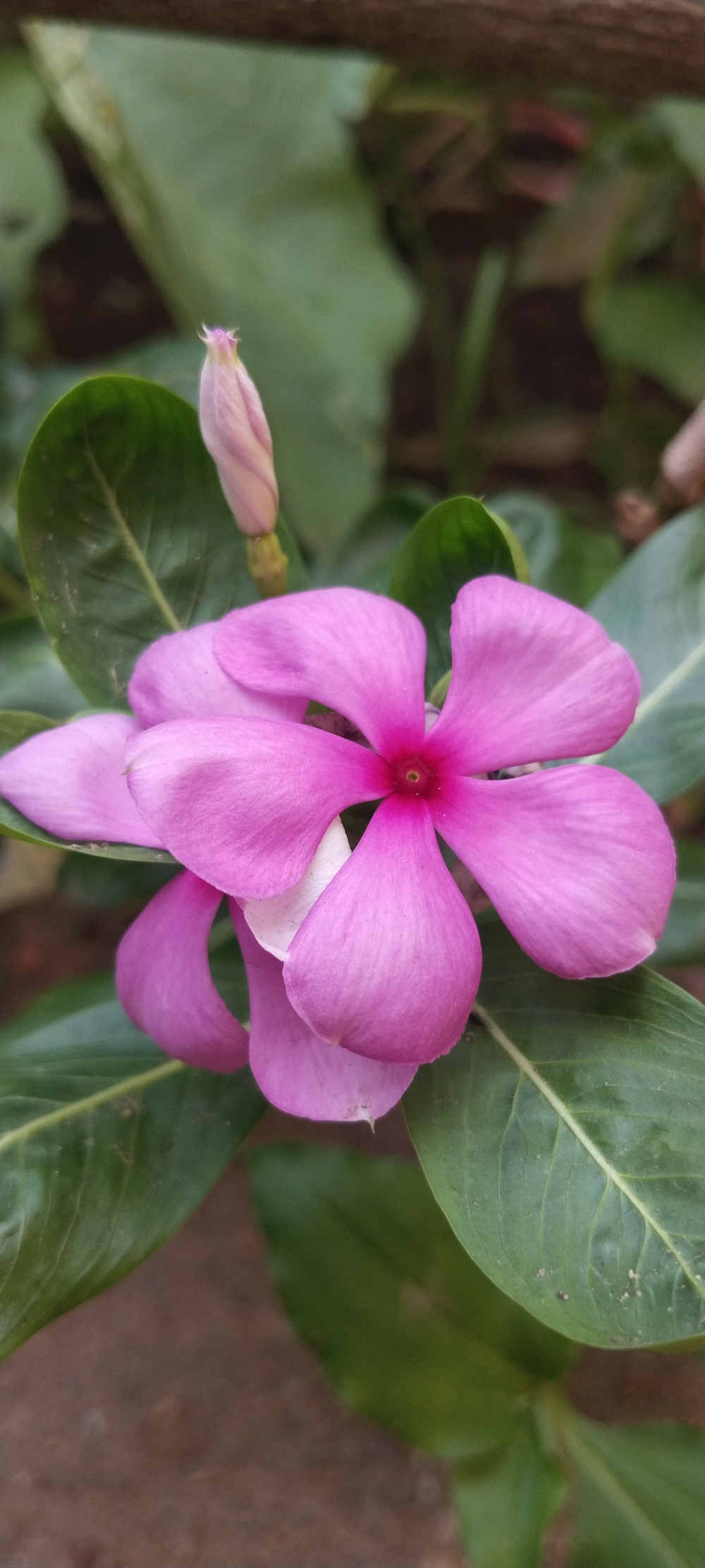 Flower, #Nature #background #wallpaper #hdclicks #fullHD#fksayyad @f.k.sayyad, 