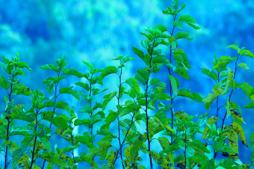 mulberry branches and leaf, landscape, mulbery, #nature #photography #love #instagood #photooftheday #travel #sky #beautiful #art #naturephotography #like #landscape #sunset #photo #picoftheday #instagram #sun #beach #life #winter #sea #fun #cute #clouds #happy #naturelovers #summer # temple #bulding, 