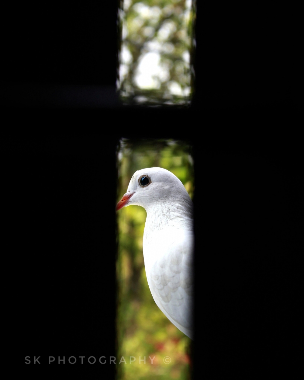 Waiting for you, #birds #wildlife, 