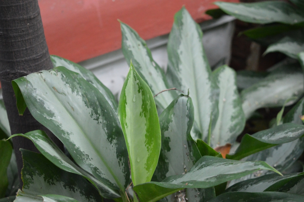 Green Plant, Green plants, 