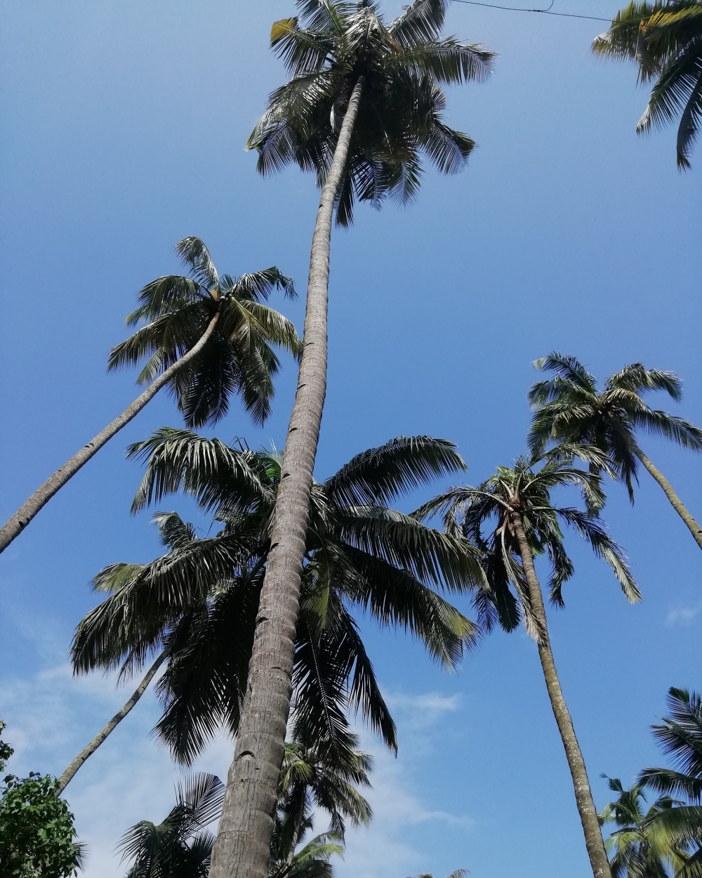 Coconut trees, Nature, trees, environments, coconut, blue, sky