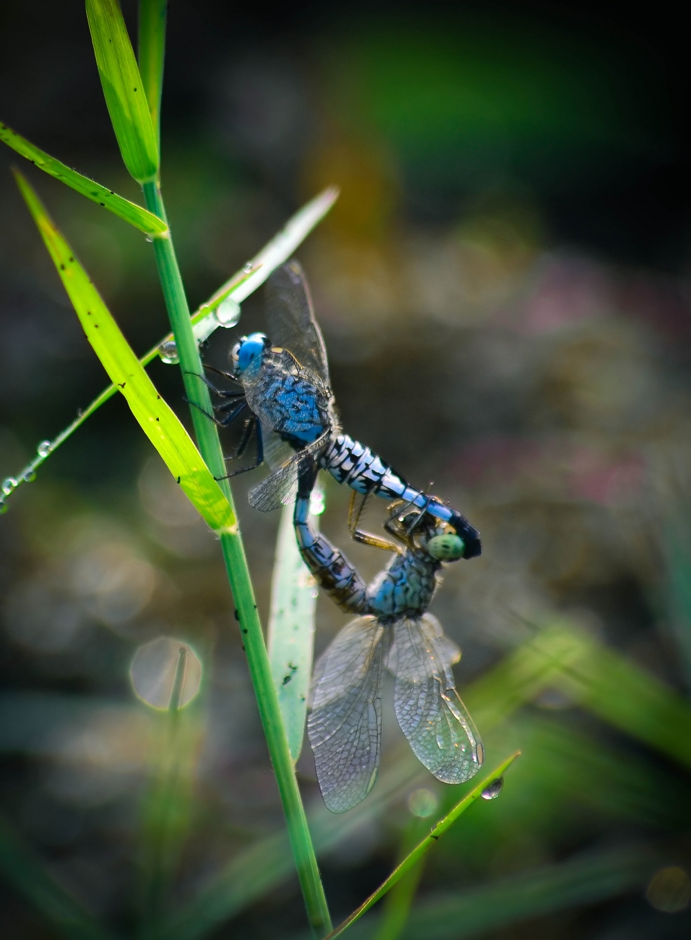 Dragonfly, #pgclick, #nature #photography #love #instagood #photooftheday #travel #sky #beautiful #art #naturephotography #like #landscape #sunset #photo #picoftheday #instagram #sun #beach #life #winter #sea #fun #cute #clouds #happy #naturelovers #summer #bhfyp, 