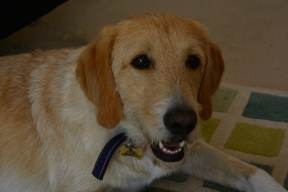 Loving Dog, Dog, brown, smart, loving, faithful