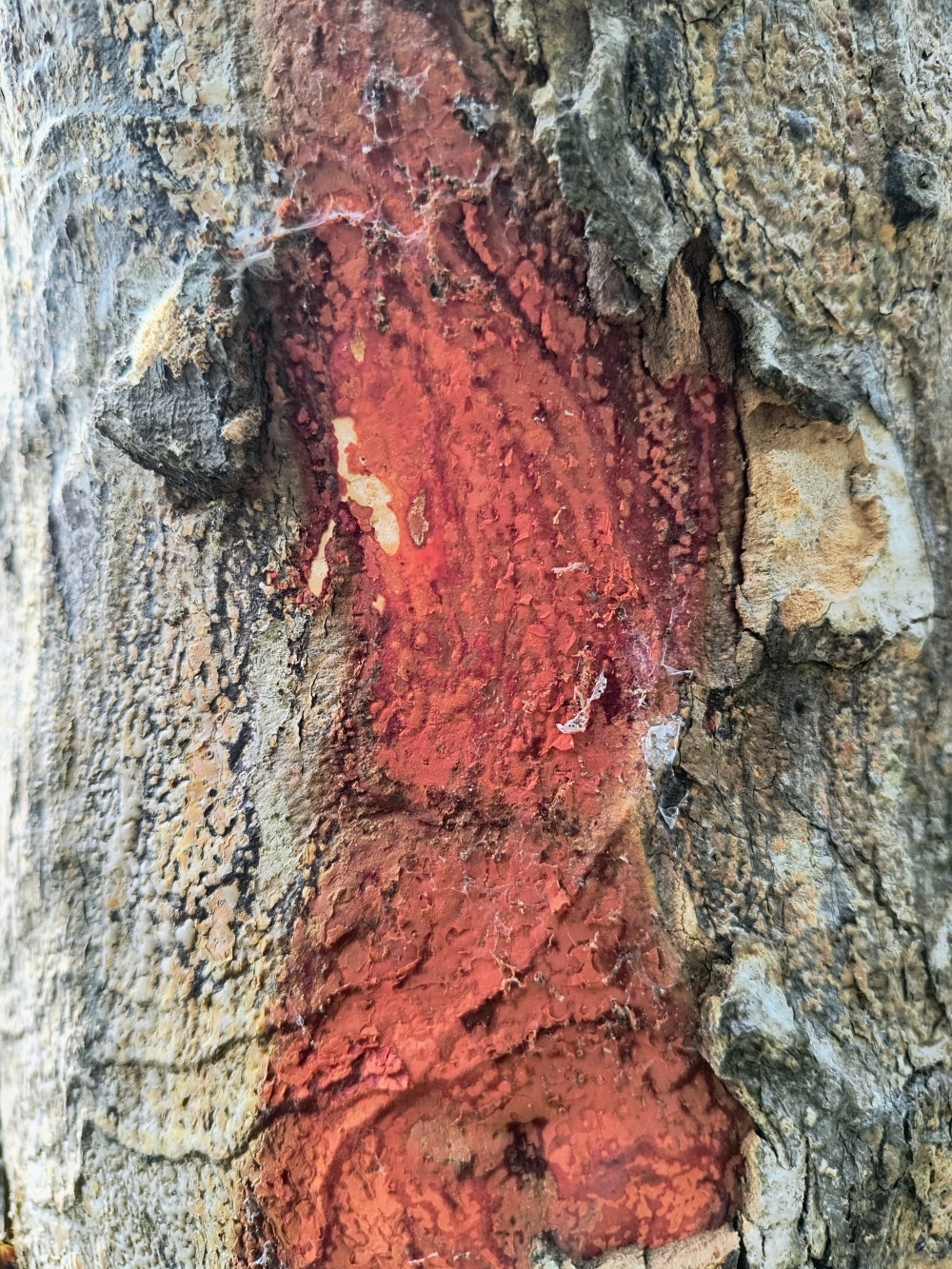 Red Natural Mineral Texture on Rough Rock Surface, red mineral, rock texture, stone surface, natural pattern, geological texture, clay deposit, abstract background, rough stone, earth tones, natural formation, close-up texture, weathered rock, mineral surface