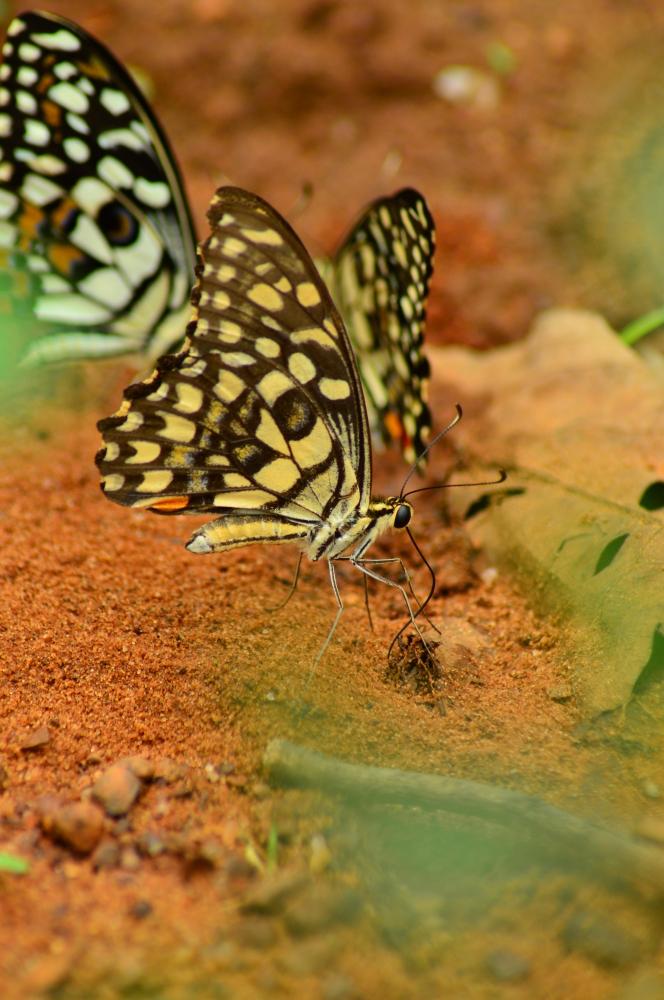 Common lime, #Wildlife #animal #butterfly #commonlime#nature#munnabaghelphotography#kvnp
