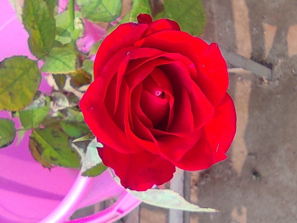 Red rose , Flower, red, beautiful, love