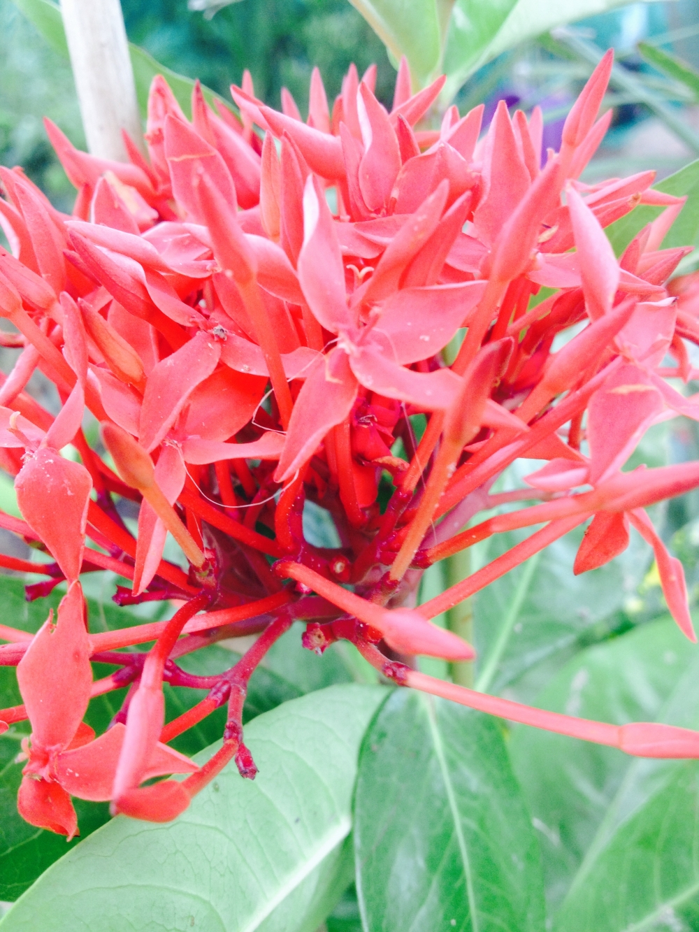 Flower, Flower, beautifull, orange