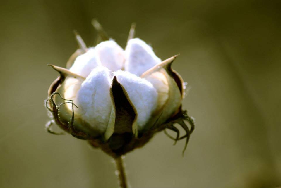 Cotton Plant, Cotton plant, paruththi, paruthi, 