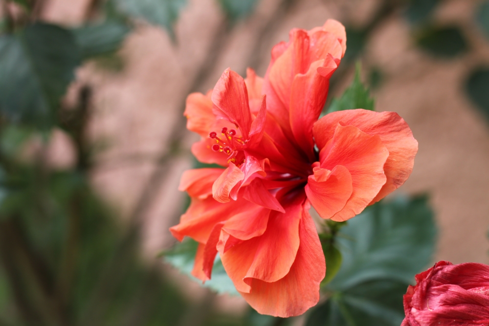 Hibiscus, Two final stages