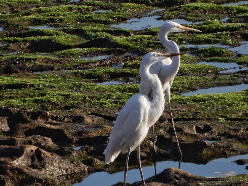 GREAT EGRET, #birds #wildlife, 
