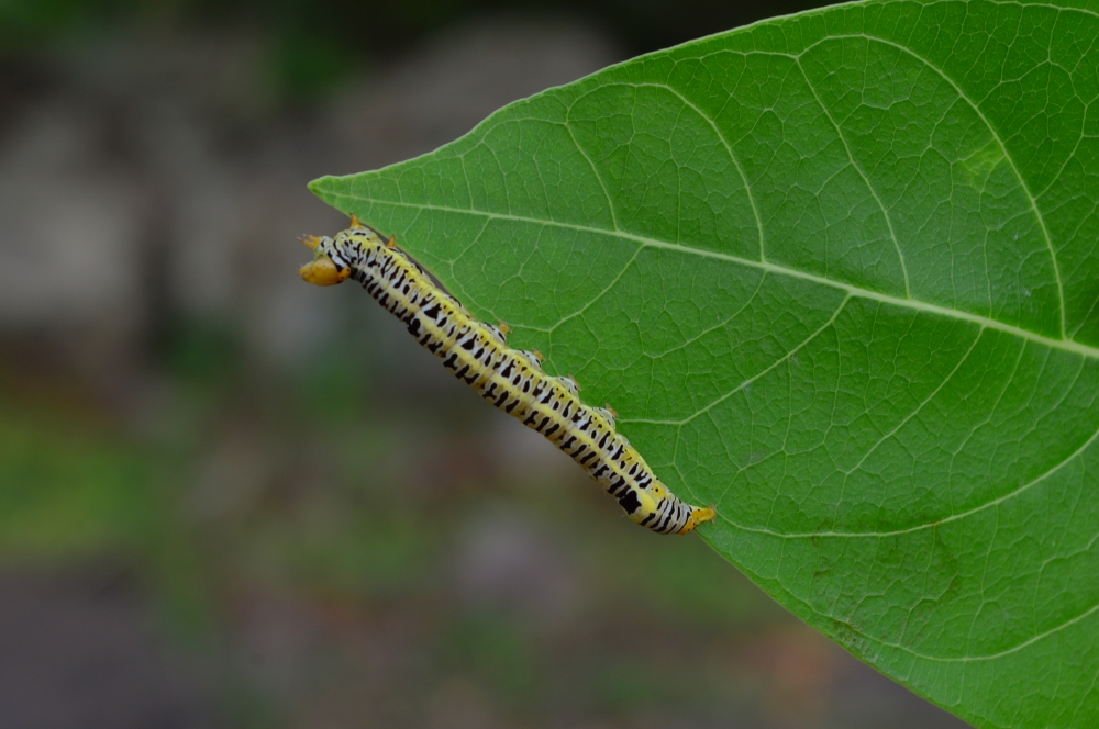 Caterpillar , Wildlife