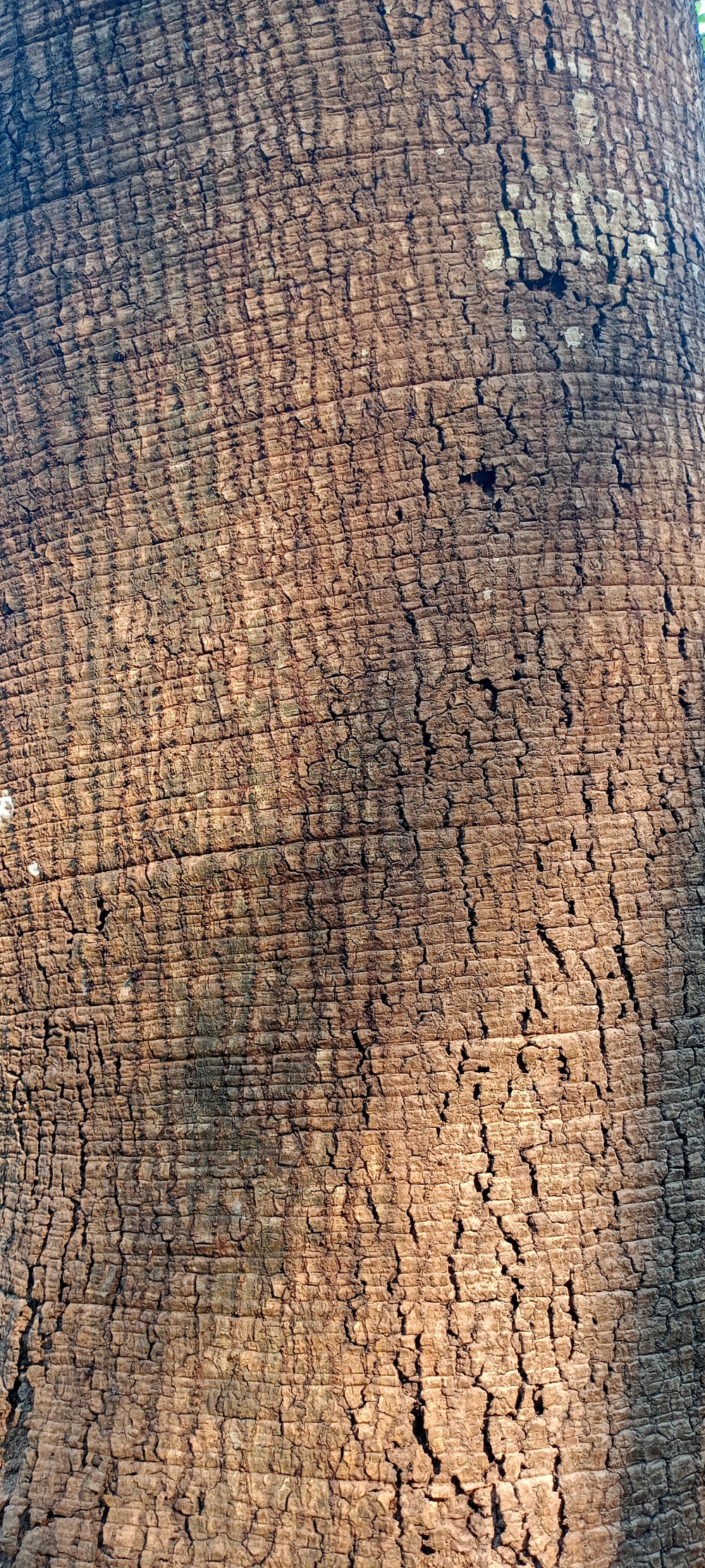bark of gajurla tree , nature landscape background sunrays hdclicks nikongair lake reflection photos Bastar chhatishgarh sky clouds photooftheday naturephotography, morningrays nature forest jungle munnabaghelphotography kvnp nationalpark bastar kangervalleynationalpark jagdalpur explore landscape gochhatishgarh bastarpicture photooftheday tree green wild Hill, summer tirathgarh waterfall waterfalls indianwaterfall  nationalpark kangervalleynationalpark Raipur CG forest HD wallpaper view kangervalley tirathgarh waterfall waterfalls jungle Bastar Chhattisgarh photosoftheday photo gallery wallpaper view kangervalley instapicture instagood viralpic, #nature #photography #love #instagood #photooftheday #travel #sky #beautiful #art #naturephotography #like #landscape #sunset #photo #picoftheday #instagram #sun #beach #life #winter #sea #fun #cute #clouds #happy #naturelovers #summer #bhfyp, 