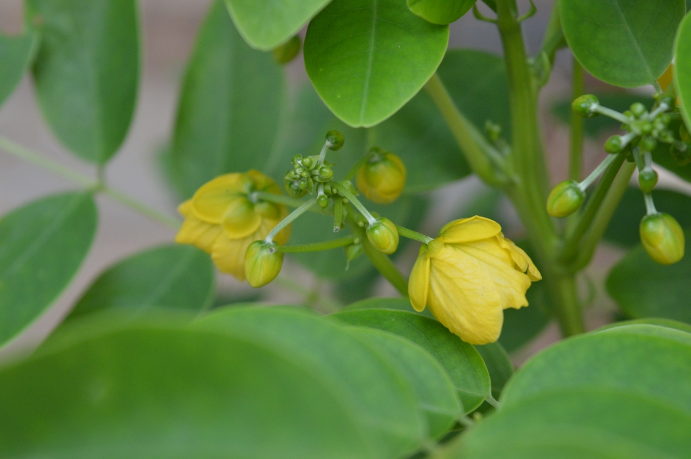 Flower, yellow flower, 