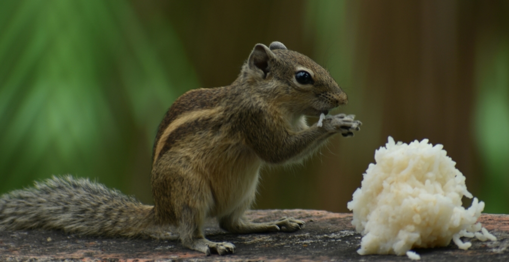 Animals photography, #nature #photography #love #instagood #photooftheday #travel #sky #beautiful #art #naturephotography #like #landscape #sunset #photo #picoftheday #instagram #sun #beach #life #winter #sea #fun #cute #clouds #happy #naturelovers #summer # temple #bulding, 