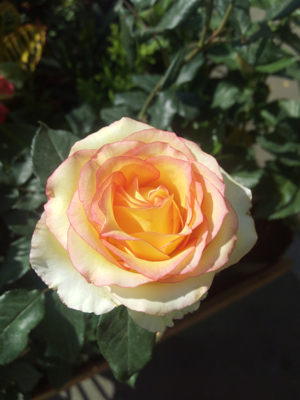 Rose, Multishaded flower