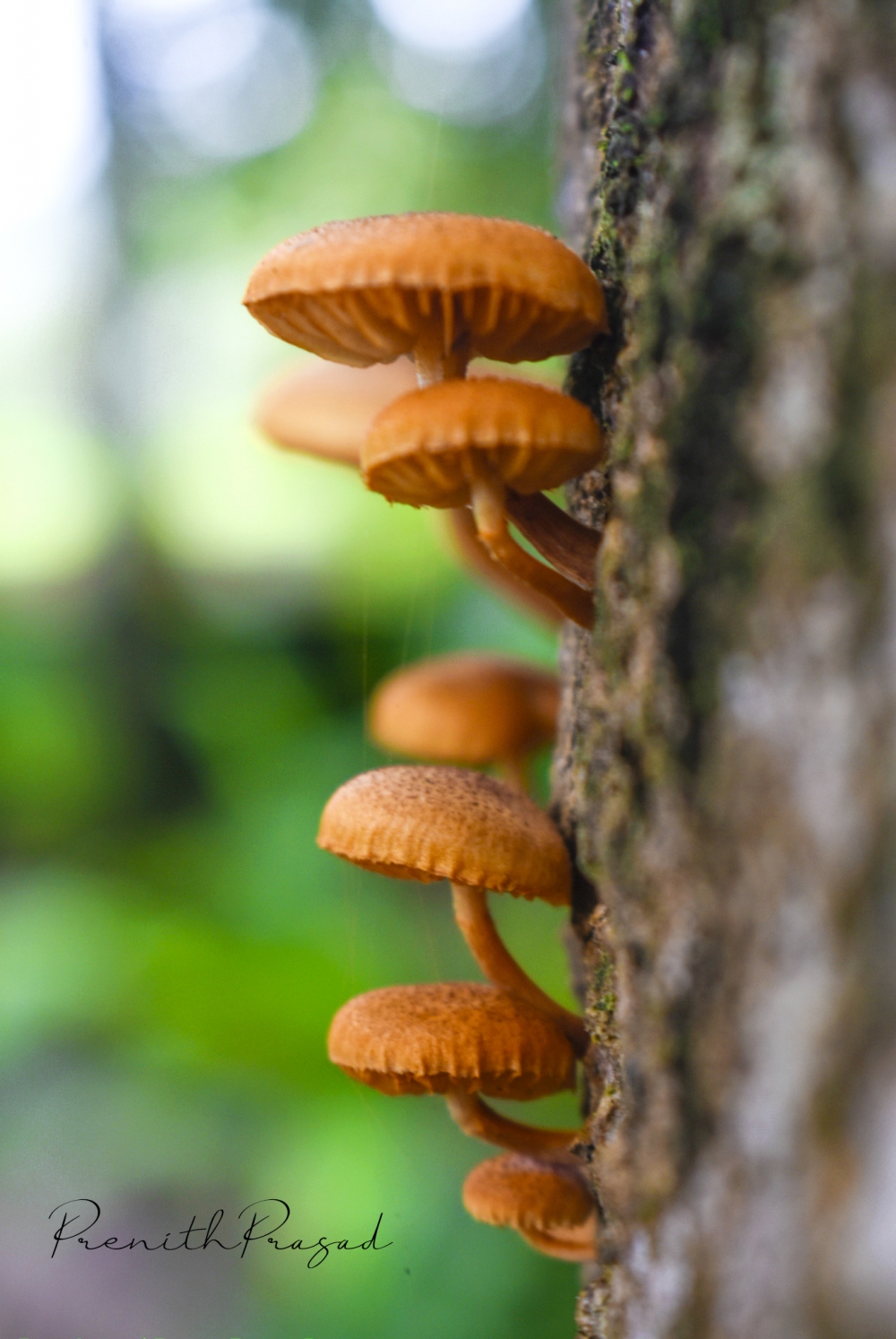 Mashrooms, #Nature #background #wallpaper #hdclicks #mashroom #photography #photographylovers #wildlife