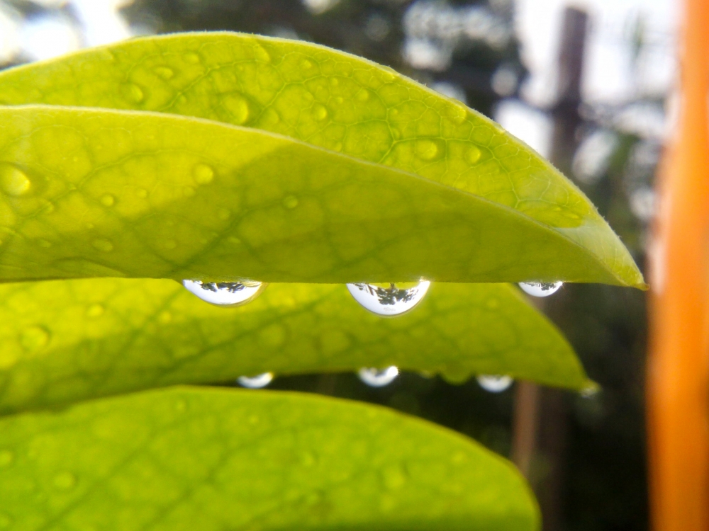 three Rain drop on leaf , rain drops,rain,drop,green,leaf,water_drop
