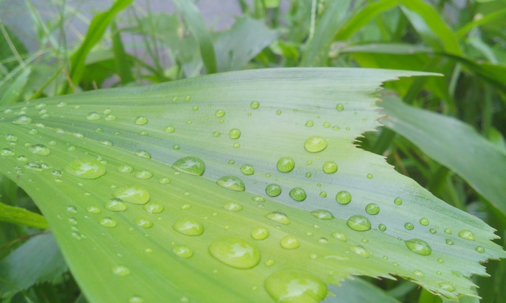 raindrops on leaf, Raindrops, water, Rain,lightness, Mobile photography, Macro photography, leaf., 