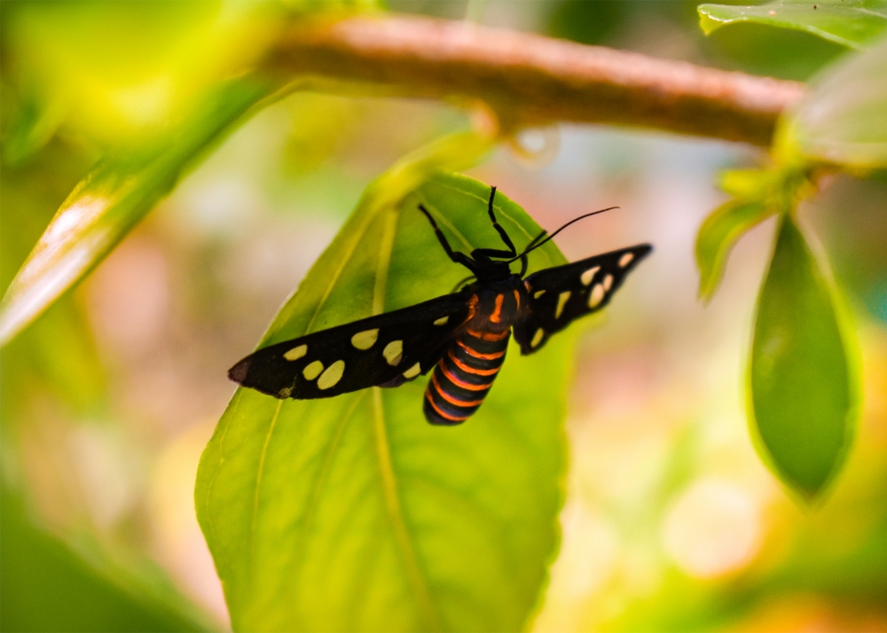 butterfly, butterfly, #butterfly#leaf#green, 