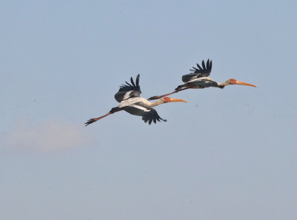 Painted stork, Birfs