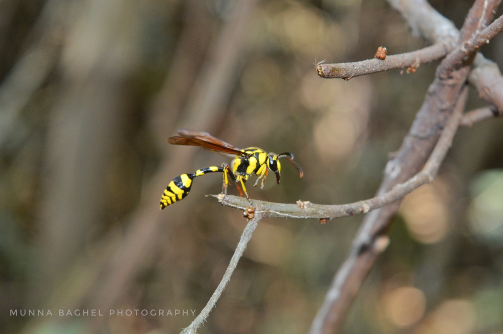 Bee , #bee #wildlife