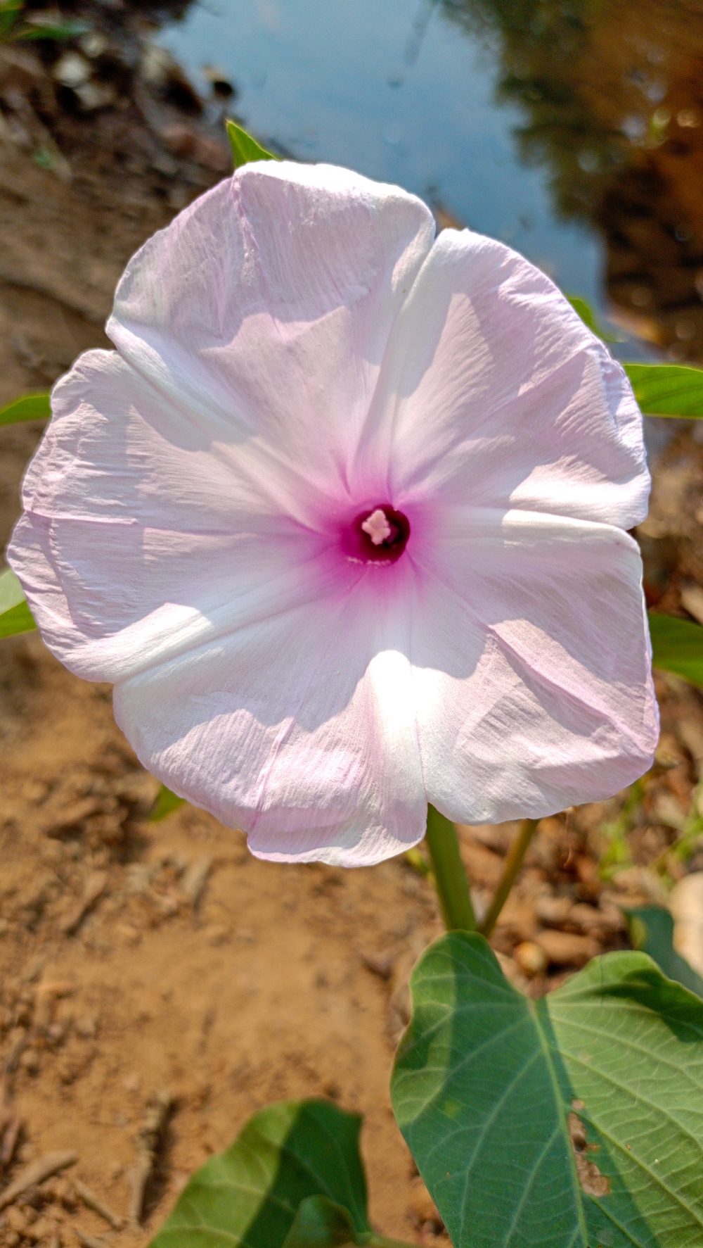 Ipomoea carnea,  pink morning glory, Ipomoea carnea, the pink morning glory, nature landscape background hdclicks fishing wallpaper people stock Fisherman photos photooftheday Bastar kangervalleynationalpark kvnp nationalpark naturephotography Munnabaghel_photography, morningrays nature forest jungle munnabaghelphotography kvnp nationalpark bastar kangervalleynationalpark jagdalpur explore landscape gochhatishgarh bastarpicture photooftheday tree green wild Hill, summer tirathgarh waterfall waterfalls indianwaterfall  nationalpark kangervalleynationalpark Raipur CG forest HD wallpaper view kangervalley tirathgarh waterfall waterfalls jungle Bastar Chhattisgarh photosoftheday photo gallery wallpaper view kangervalley instapicture instagood viralpic, #nature #photography #love #instagood #photooftheday #travel #sky #beautiful #art #naturephotography #like #landscape #sunset #photo #picoftheday #instagram #sun #beach #life #winter #sea #fun #cute #clouds #happy #naturelovers #summer #bhfyp, 