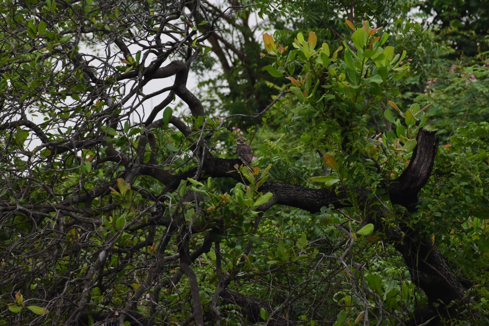 jungle, Peacock#peafowle#birds#coloure#birds#india#gujarat, 