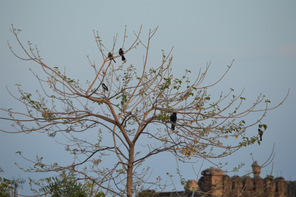 LEAFLESS  TREE WITH BLUE SKY, TREE, LEAFLESS, STEM, BIRD, NEST, SKY, BLUE, NATURE, FLY,WALLPAPER