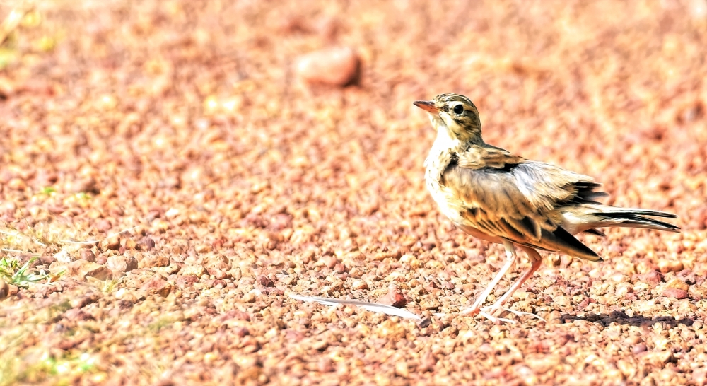 bird watching,  Nature,Landscape,Photography,Travel, Photography,Beautiful Photo,Photo of the day,Life,Sunset,Love,Summer,Happy,Clouds,Cute,Fun,Sea,Winter,Beach,Sun,Instagram,Like,Art,Sky,Nature lovers,Instagood,Photo frame,Back ground,Vintage,People,Nikon,Wallpaper,Background