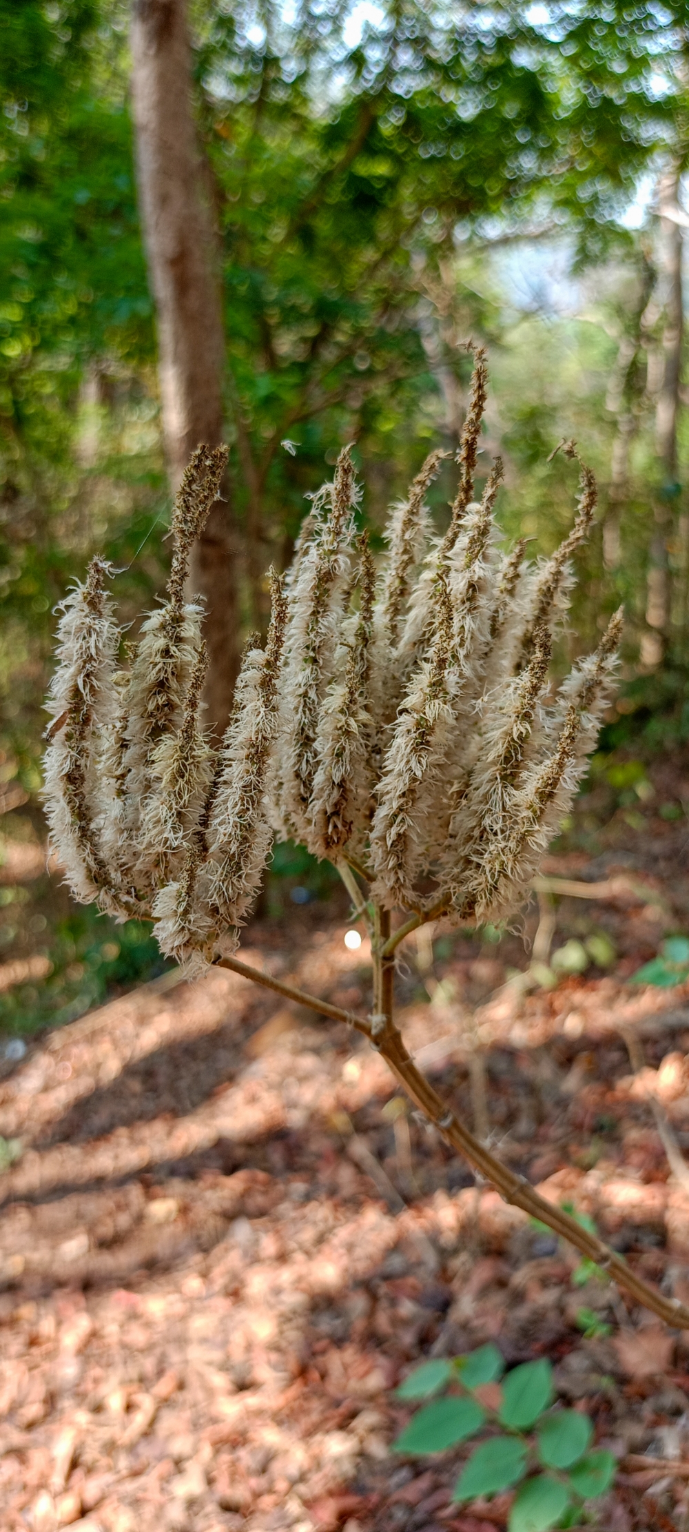 Wild flower , Wild flowers nature Bastar Chhattisgarh photos images jungle, nature landscape background sunrays hdclicks nikongair lake reflection photos Bastar chhatishgarh sky clouds photooftheday naturephotography, wildlife HD wallpaper background picture wild animals Nature Photography tree spoteddave indianbird bastar munnabaghelphotography potooftheday Dave nationalpark kvnp forest jungle kangervalleynationalpark jagdalpur awesome birdphotography photosofbird nature gochhatishgarh chhatishgarh photo, summer tirathgarh waterfall waterfalls indianwaterfall  nationalpark kangervalleynationalpark Raipur CG forest HD wallpaper view kangervalley tirathgarh waterfall waterfalls jungle Bastar Chhattisgarh photosoftheday photo gallery wallpaper view kangervalley instapicture instagood viralpic, #nature #photography #love #instagood #photooftheday #travel #sky #beautiful #art #naturephotography #like #landscape #sunset #photo #picoftheday #instagram #sun #beach #life #winter #sea #fun #cute #clouds #happy #naturelovers #summer #bhfyp, 