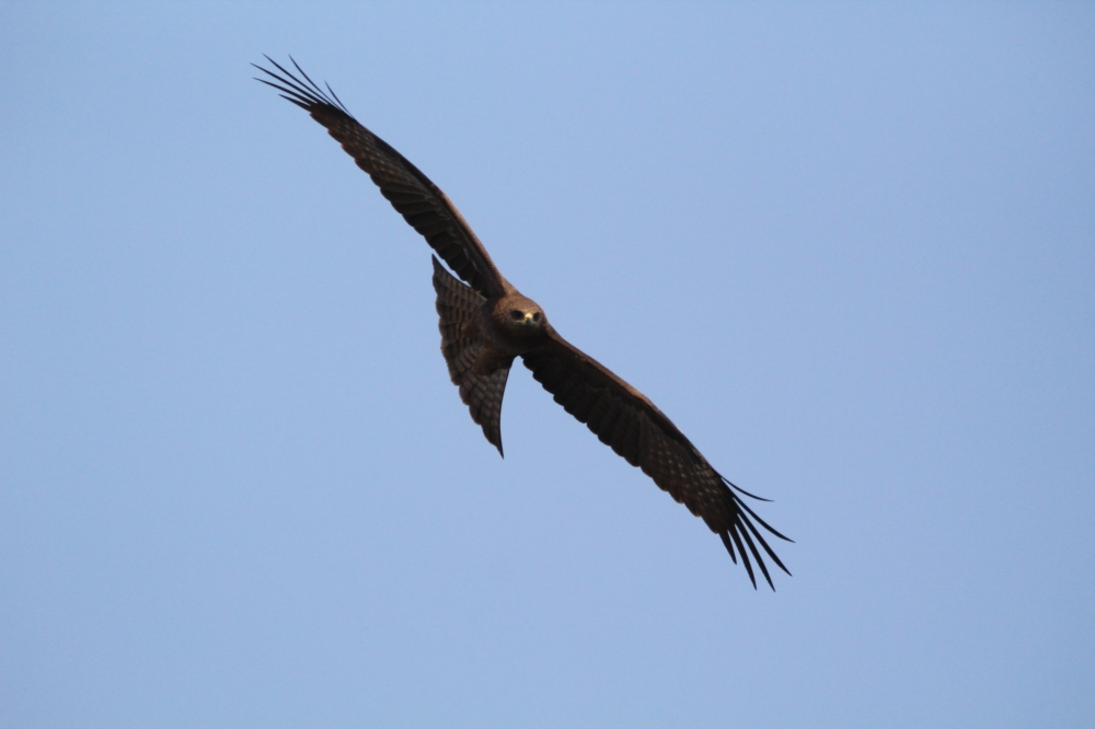 Black Kite in flying, beautiful, kite, killer, sky, flying, nature, wildlife, birdgraphy