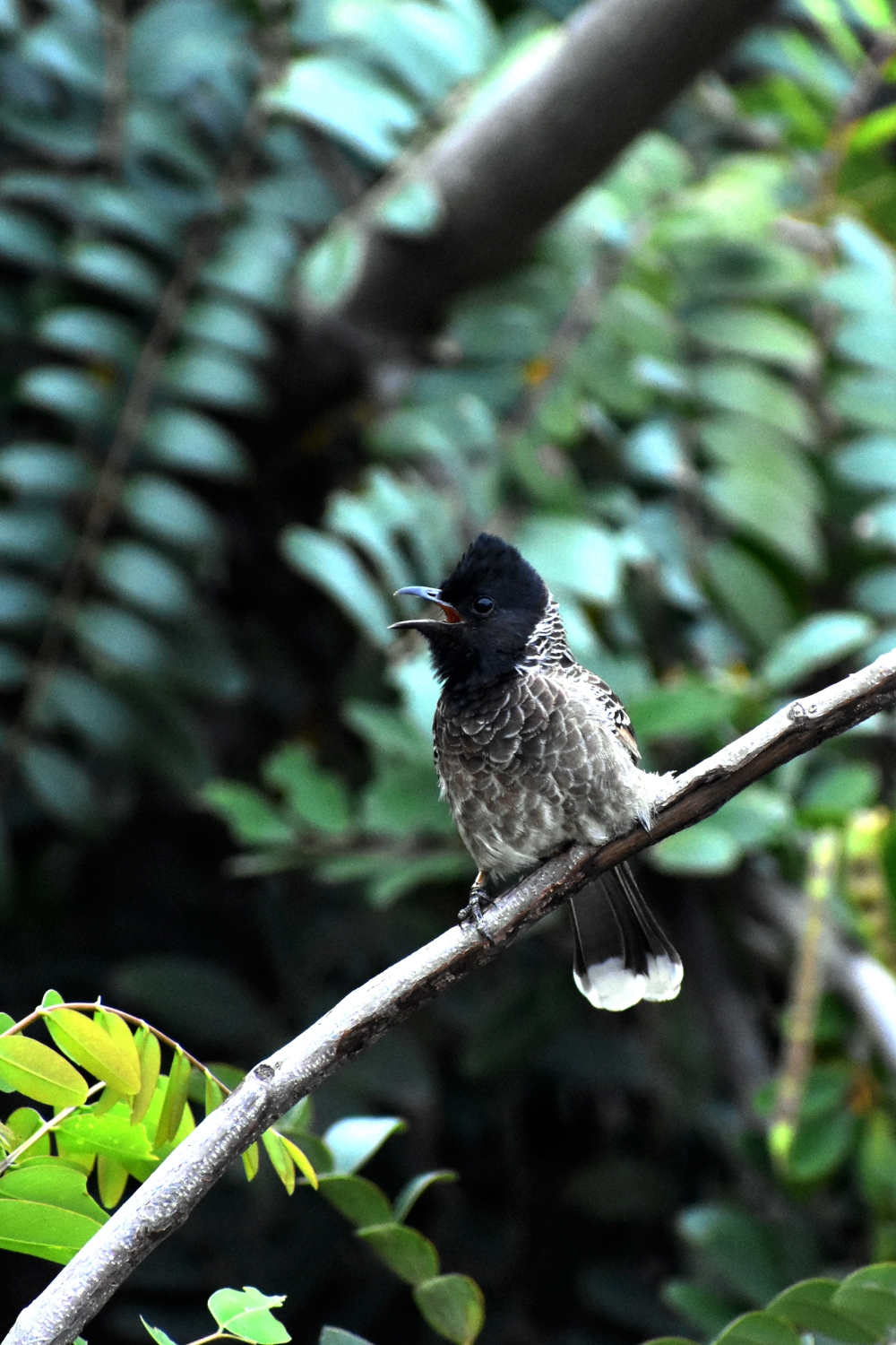 Red Vented Bulbul, red-vented bulbul, pycnonotus cafer, avian, animal, wildlife, india, tamilnadu, bulbul, bird, wildlife, animal, outdoors, wild, feather, wing, little, environment, songbird, branch, natural, forest, red, green, black bird, crown, color, wallpaper, green wallpaper, red bulbul, beautiful bulbul, indian bulbul, bulbul beauty, bulbul bird