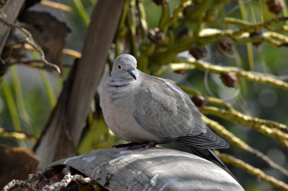 A DOVE  UNDER COCONUT LEAF, DOVE, BIRD, COCONUT, GREEN, LEAF, NATURE, FEATHER, PECK, STEM, FLY, WING,WALLPAPER,
