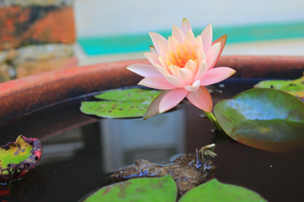 Lily flower, Beauty lily
