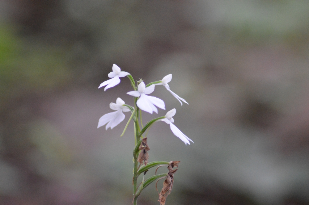 wild flowers, #Flowers #Nature #hdclicks #photooftheday #winter #background #fullHD #landscape #wildflowers, 