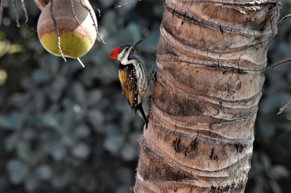 WOODPECKER,  A NICE BIRD IN COCONUT TREE, WOODPECKER,BIRD,WOOD,STEM,COCONUT, COCOANUT, HOLE, NEST, PECK, GREEN, GREEN LEAF, RED, FEATHER