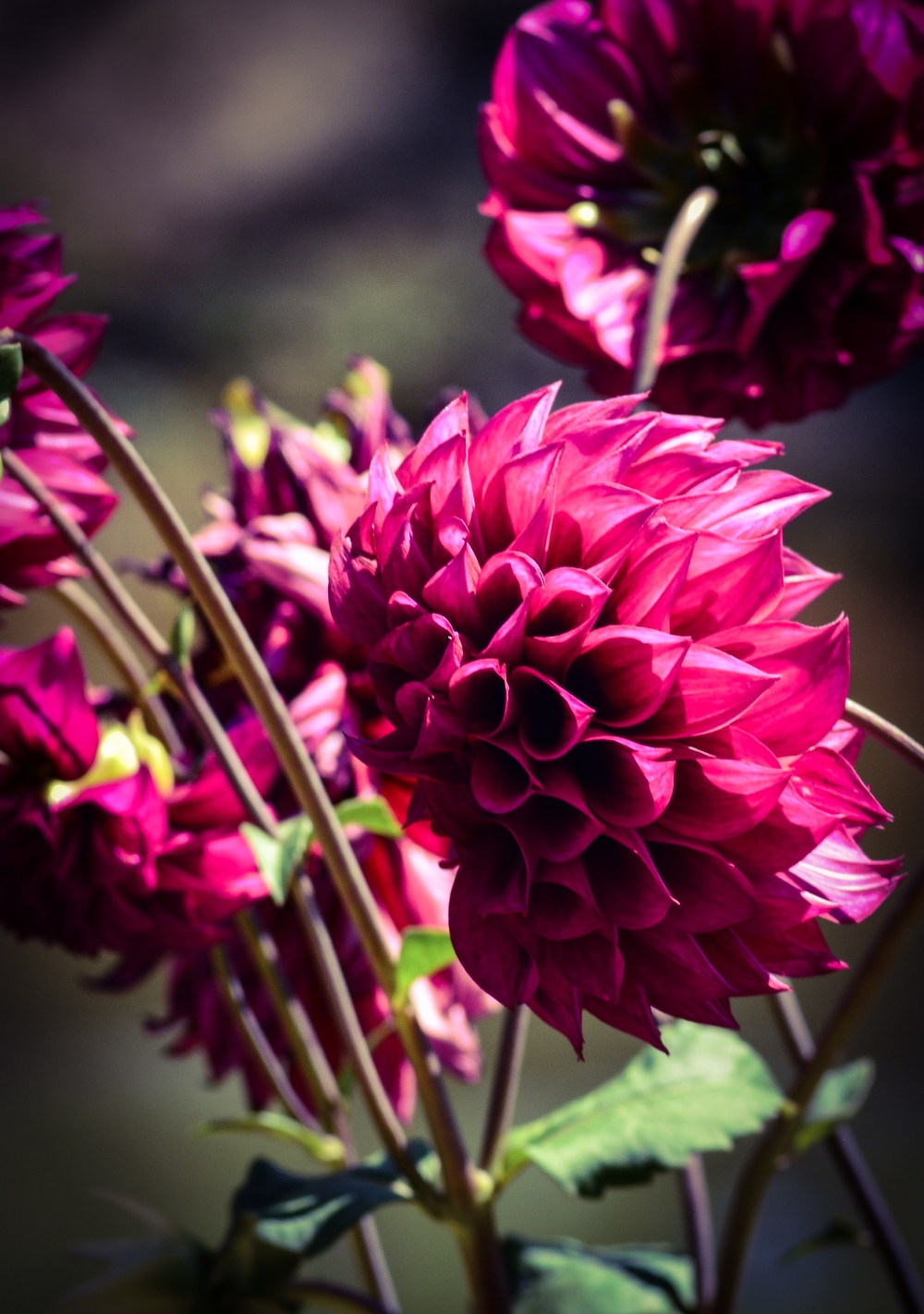 C0L0UR FULL NATURE, ARAVIND