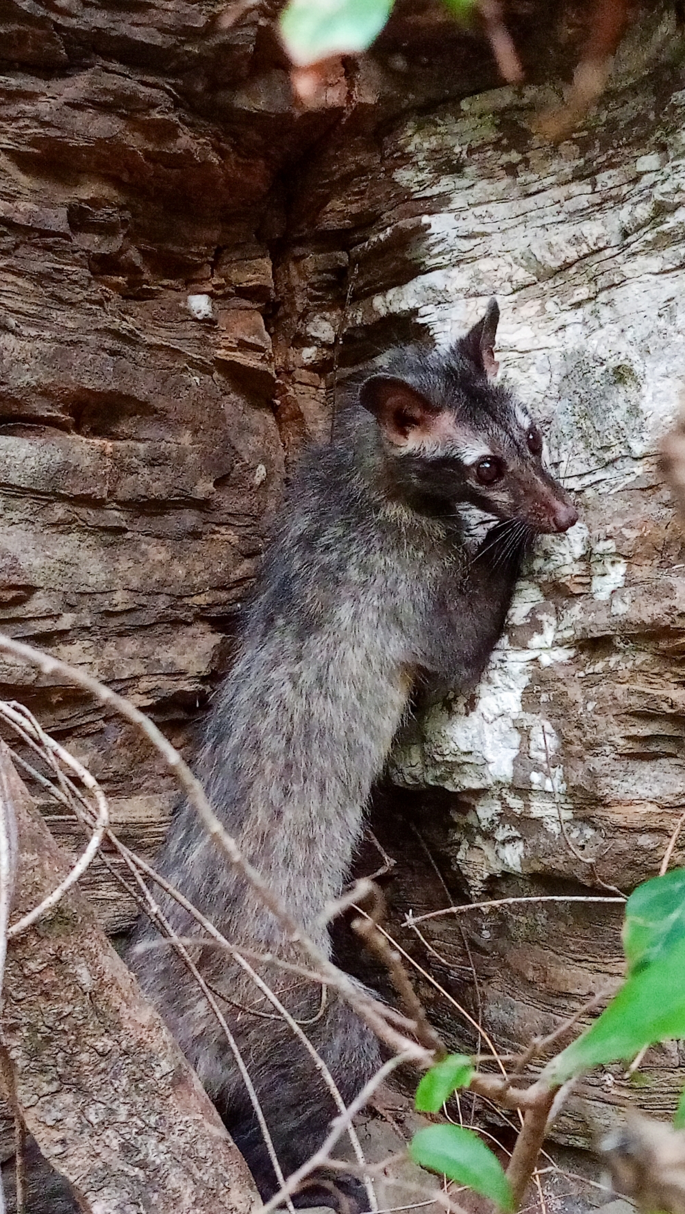 Asian palm civet, Nature background wallpaper hdclicks fullHD landscape limestonecaves wild bastar chhatishgarh kangervalleynationalpark kvnp, wildlife HD wallpaper background picture wild animals Nature Photography tree spoteddave indianbird bastar munnabaghelphotography potooftheday Dave nationalpark kvnp forest jungle kangervalleynationalpark jagdalpur awesome birdphotography photosofbird nature gochhatishgarh chhatishgarh photo, summer tirathgarh waterfall waterfalls indianwaterfall  nationalpark kangervalleynationalpark Raipur CG forest HD wallpaper view kangervalley tirathgarh waterfall waterfalls jungle Bastar Chhattisgarh photosoftheday photo gallery wallpaper view kangervalley instapicture instagood viralpic, #nature #photography #love #instagood #photooftheday #travel #sky #beautiful #art #naturephotography #like #landscape #sunset #photo #picoftheday #instagram #sun #beach #life #winter #sea #fun #cute #clouds #happy #naturelovers #summer #bhfyp, Wildlife, chameleon wildlife HD wallpaper background picture wild animals Nature Photography, animal, mammals,Asian palm civet, 