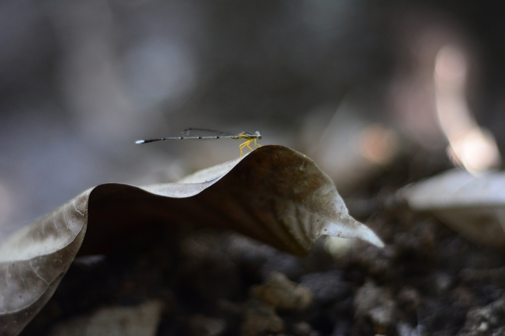 Dragonfly on dead leaf, insect, Leaf, dragonfly, 