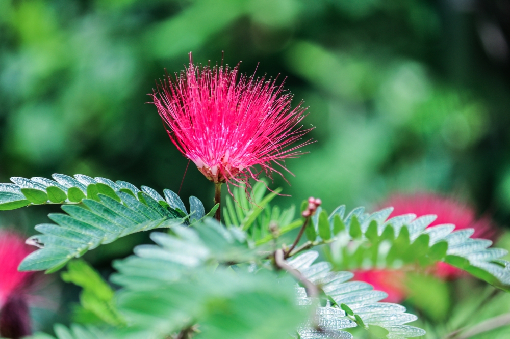 Flower , # nature beautys, #Nature #background #wallpaper #hdclicks #fullHD#fksayyad @f.k.sayyad, 