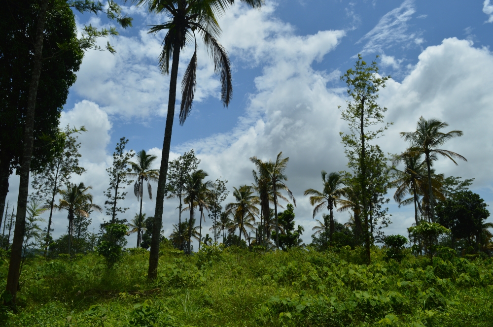Nature , Nature, landscape, wayanad, wallpaper, background, Tree, Trees, cocunut tree, Green, Sky, Blue sky, Clouds, 