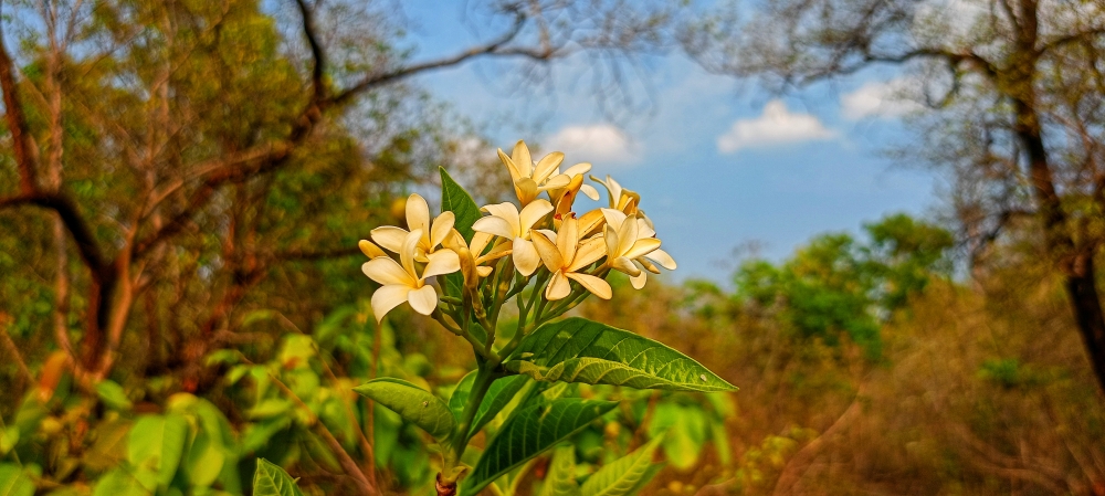 Wild flower 3 , nature landscape background sunrays hdclicks nikongair lake reflection photos Bastar chhatishgarh sky clouds photooftheday naturephotography, wildlife HD wallpaper background picture wild animals Nature Photography tree spoteddave indianbird bastar munnabaghelphotography potooftheday Dave nationalpark kvnp forest jungle kangervalleynationalpark jagdalpur awesome birdphotography photosofbird nature gochhatishgarh chhatishgarh photo, summer tirathgarh waterfall waterfalls indianwaterfall  nationalpark kangervalleynationalpark Raipur CG forest HD wallpaper view kangervalley tirathgarh waterfall waterfalls jungle Bastar Chhattisgarh photosoftheday photo gallery wallpaper view kangervalley instapicture instagood viralpic, #nature #photography #love #instagood #photooftheday #travel #sky #beautiful #art #naturephotography #like #landscape #sunset #photo #picoftheday #instagram #sun #beach #life #winter #sea #fun #cute #clouds #happy #naturelovers #summer #bhfyp, 