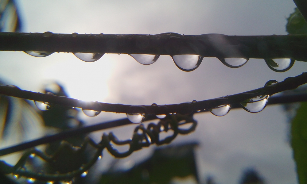 raindrops, raindrops after rain in the darkness,raindrops,water, rain, darkness, lightness,black,mobile photography, macro photography,.